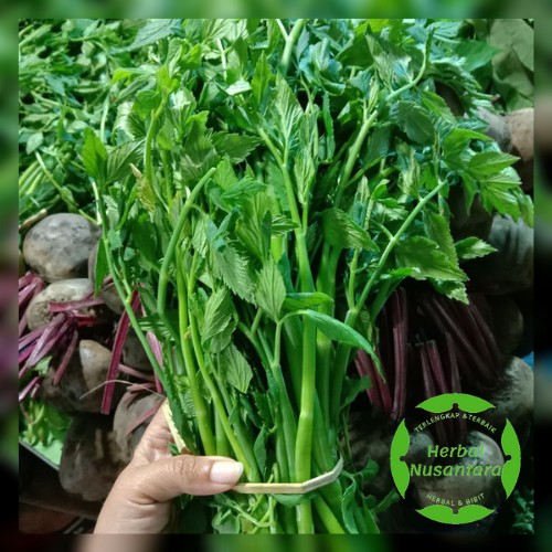 

Sayuran Langka Daun Sladren / Tespong 300 Gram - Lezat Dinikmati Sebagai Lalapan - Bisa Untuk Bibit