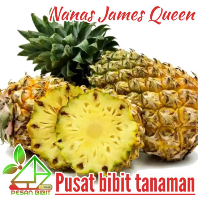 Bibit nanas james queen NANAS PALING MANIS nanas super NANAS MURAH nanas jumbo PESAN BIBIT