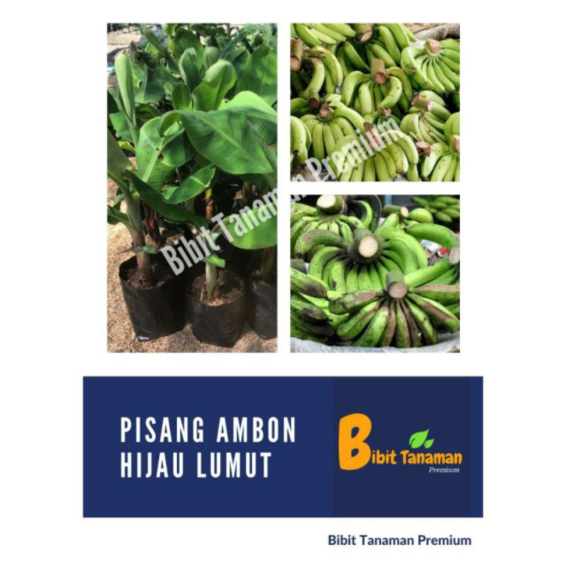 BIBIT PISANG AMBON HIJAU LUMUT/PISANG AMBON IJO (BIBIT TANAMAN PREMIUM)
