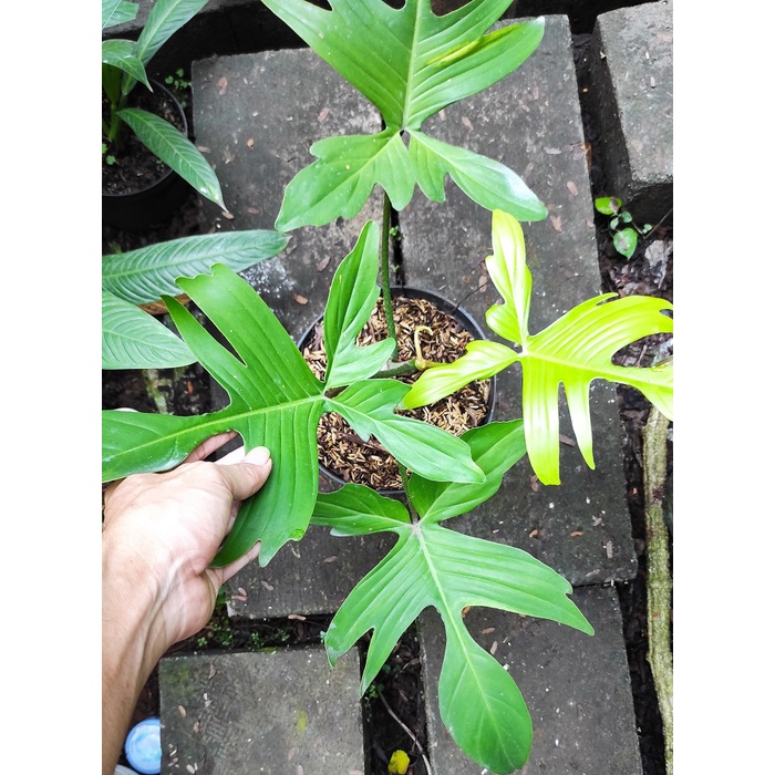 Philodendron Florida Ghost / Philo Florida Ghost / philodendron florida mint / philo florida mint