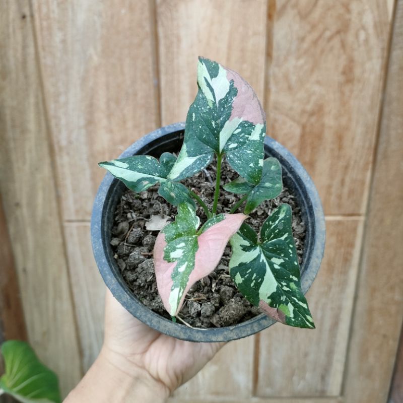 Tanaman Hias Syngonium / Singonium Red Spot Tri Color
