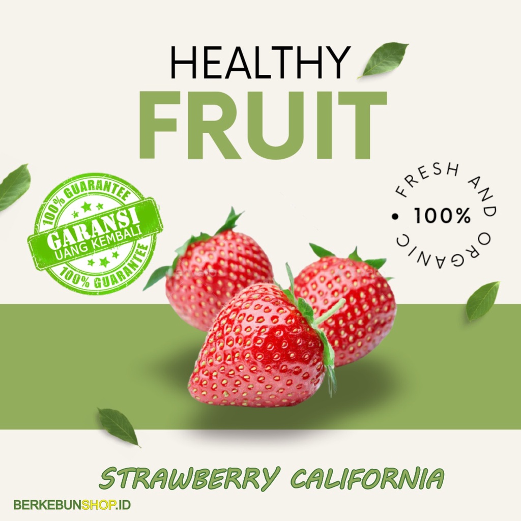 Bibit Buah Strawberry/ Stroberi/ Strawberi California Sudah Berbunga dan Berbuah Super Manis Super o
