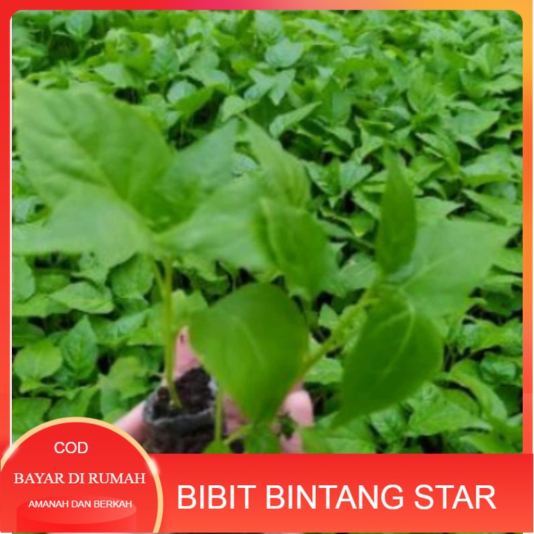 Bibit F1 Dompol Orion cabe rawit lombok kecil tinggi 20 cm full akar siap tanam