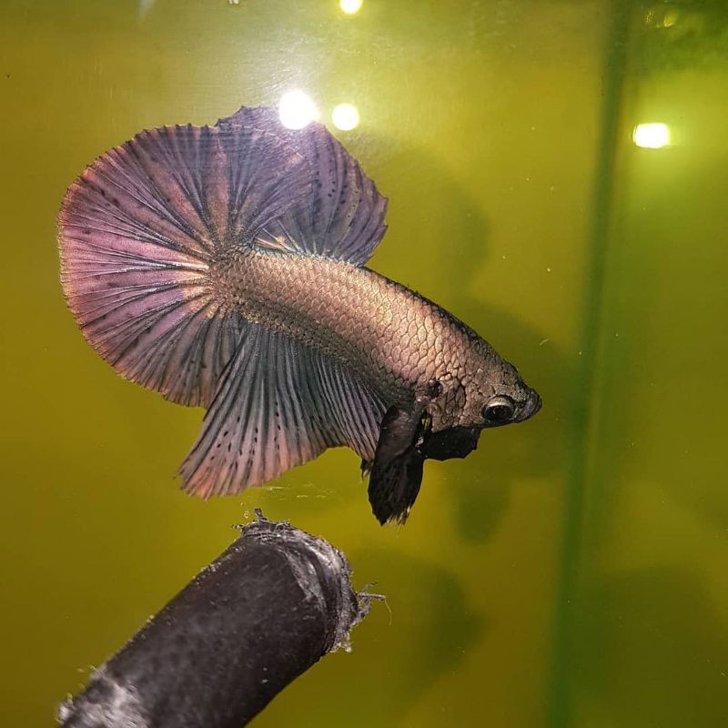 IKAN CUPANG HIAS MURAH AVATAR COPER GOLD GRAD A SEPASANG + FREE OLAHAN KETAPANG SEHARGA 40K