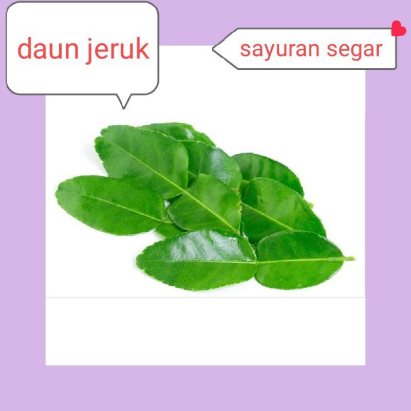 

DAUN JERUK PURUT