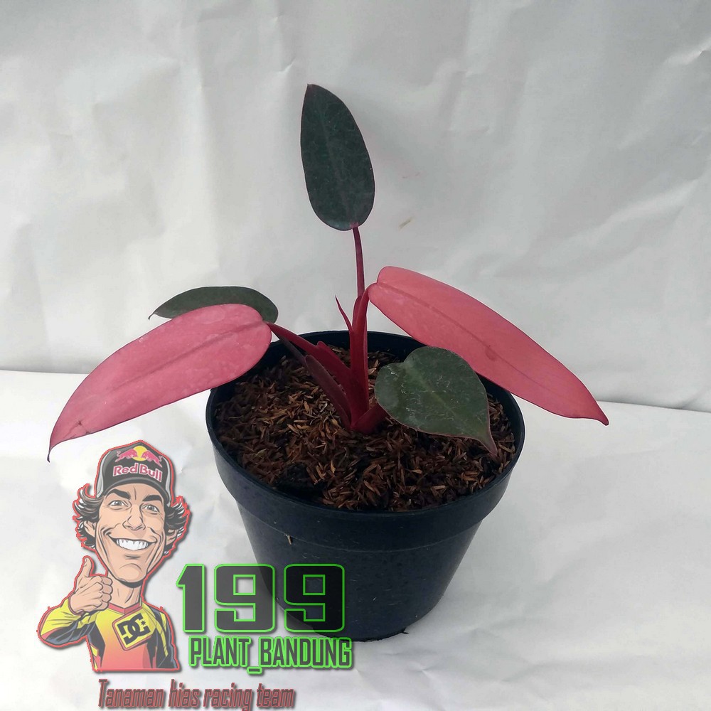 Tanaman hias philodendron dark lord pink - philodendron pink dark lord