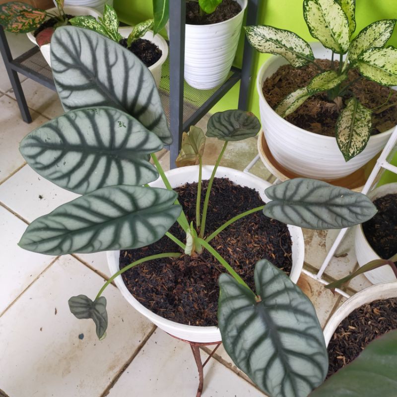 Alocasia Tengkorak Silver