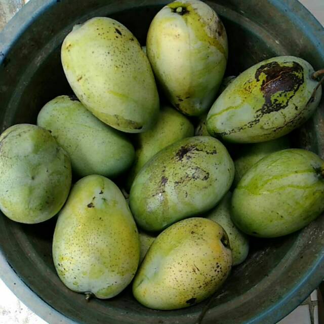 

MANGGA GAJAH