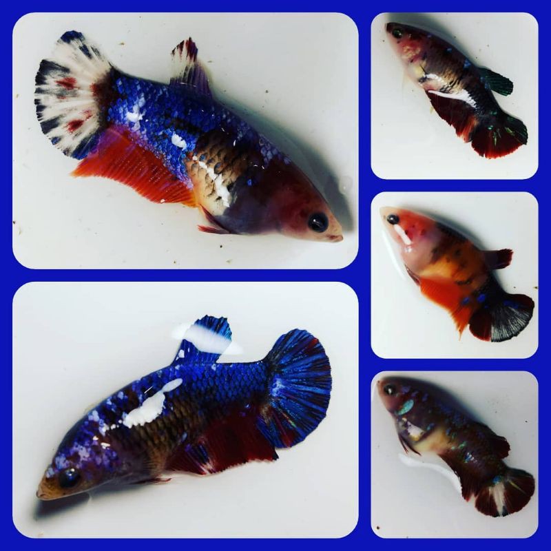 83 Koleksi Gambar Cupang Koi Nemo Gratis Terbaru