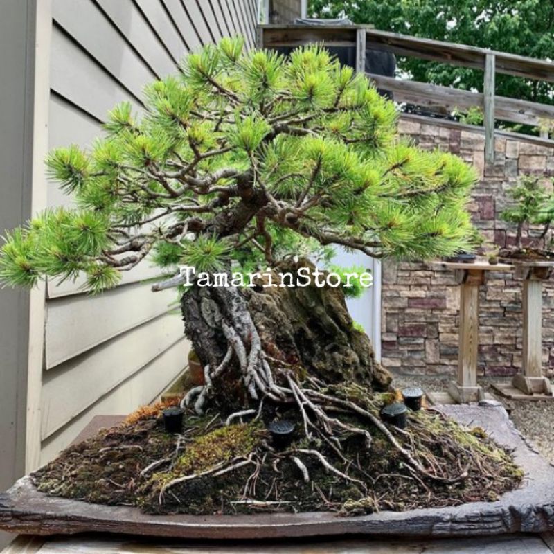 Biji Benih Bahan Bonsai Mugo Pine Untuk Bahan Bonsai - Import