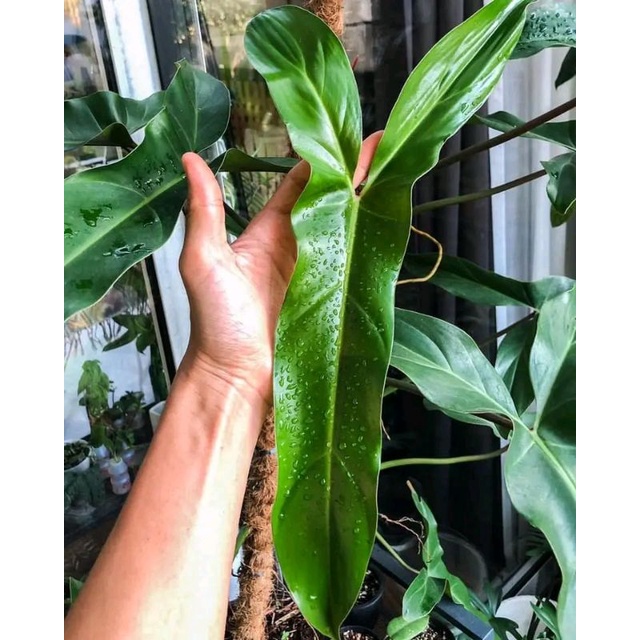 philodendron mexicanum