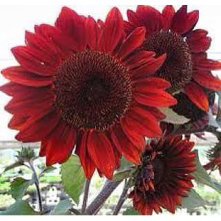 10 biji bunga matahari merah