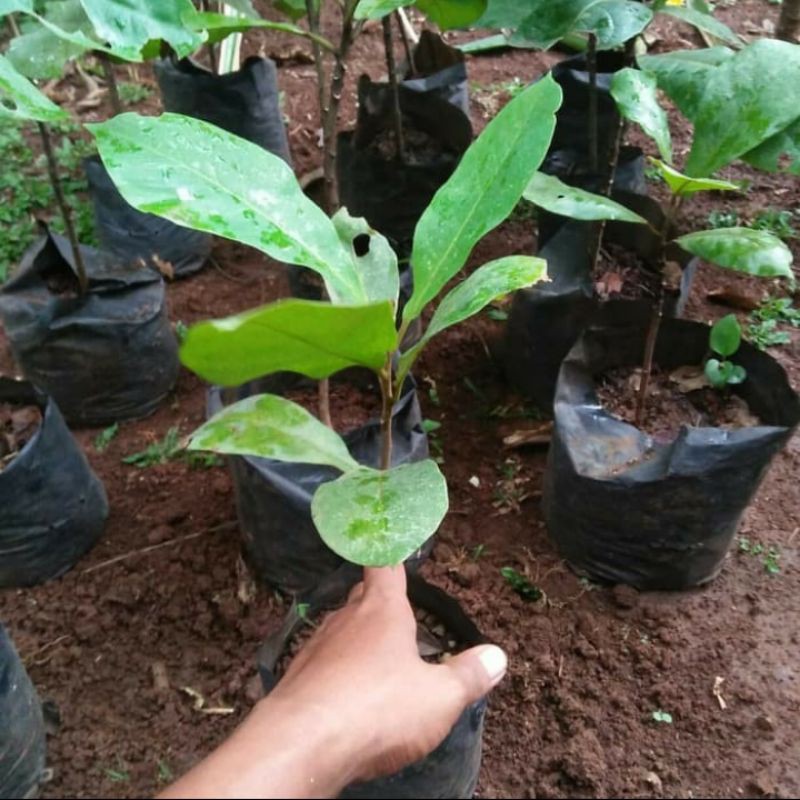 Bibit Pohon Ketapang Laut