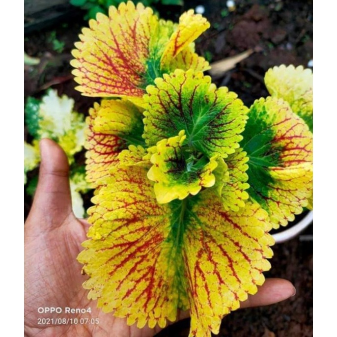 miana bara asmara/sultan Jombang