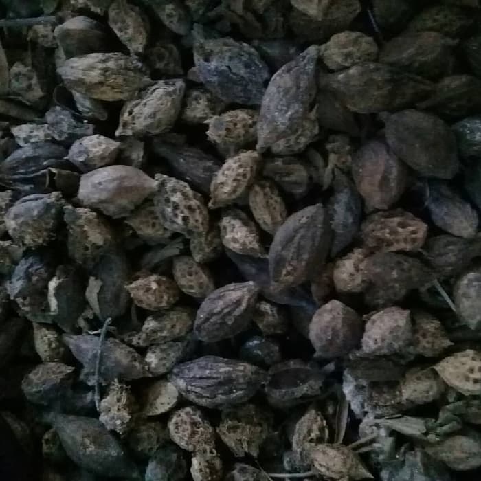 benih ketapang - biji Ketapang kencana - benih