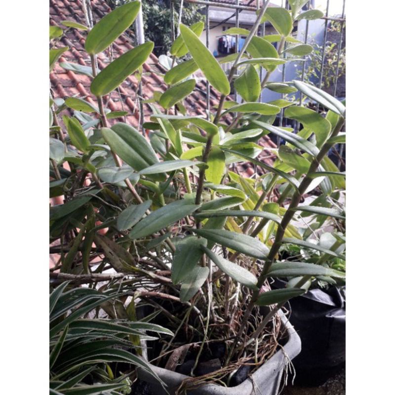 TERLARIS ANGGREK EPIDENDRUM SCUNDUM PURPLE