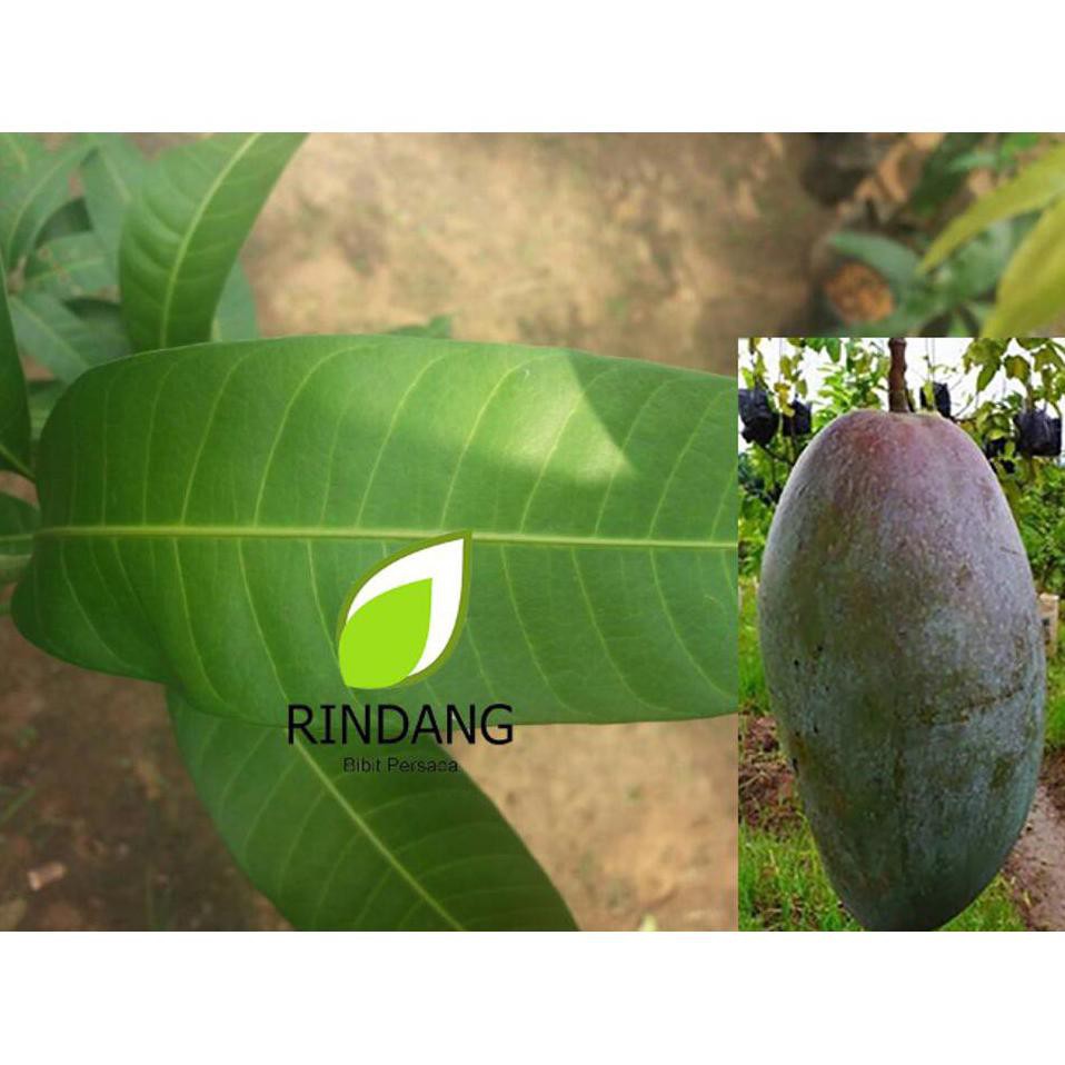 Bibit Buah Mangga Kiojay Thailand I Mangga Kio Jay Thailand Kw+ #_#