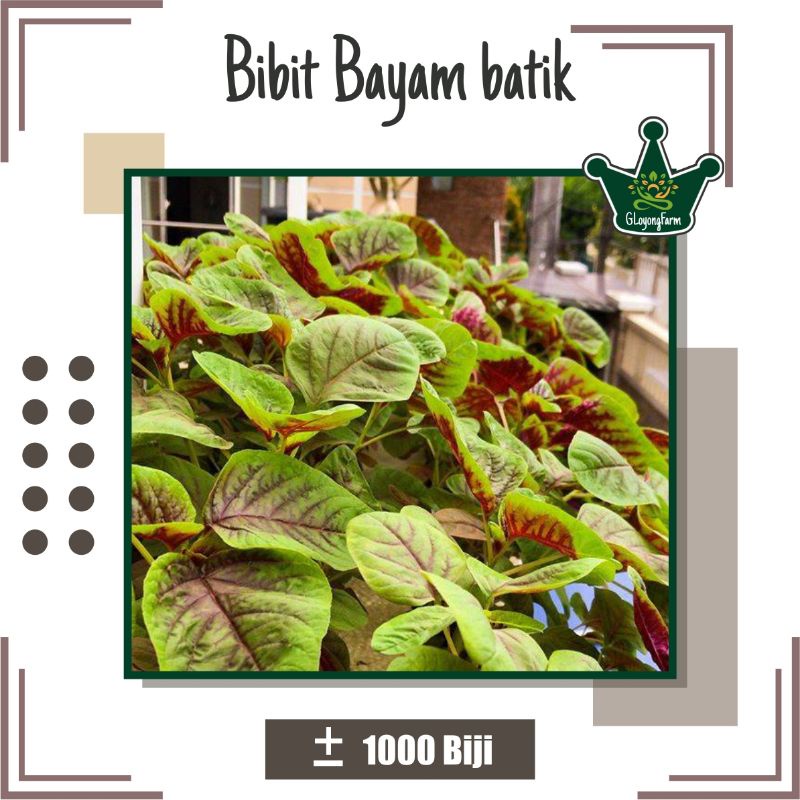 Benih Bayam Batik Belang - Benih Sayuran