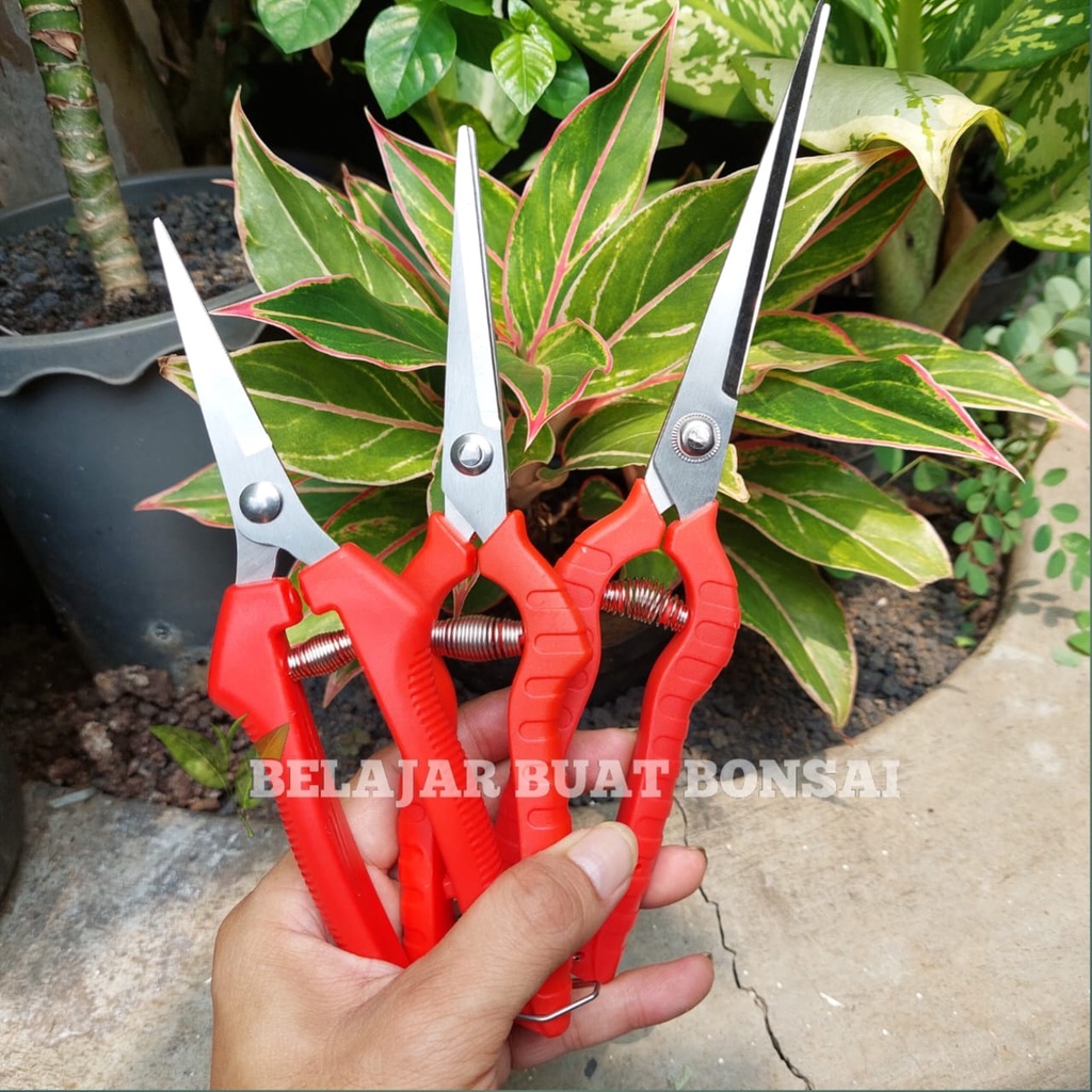 Gunting Dahan Bunga Dan Buah Panjang 20.5 Cm