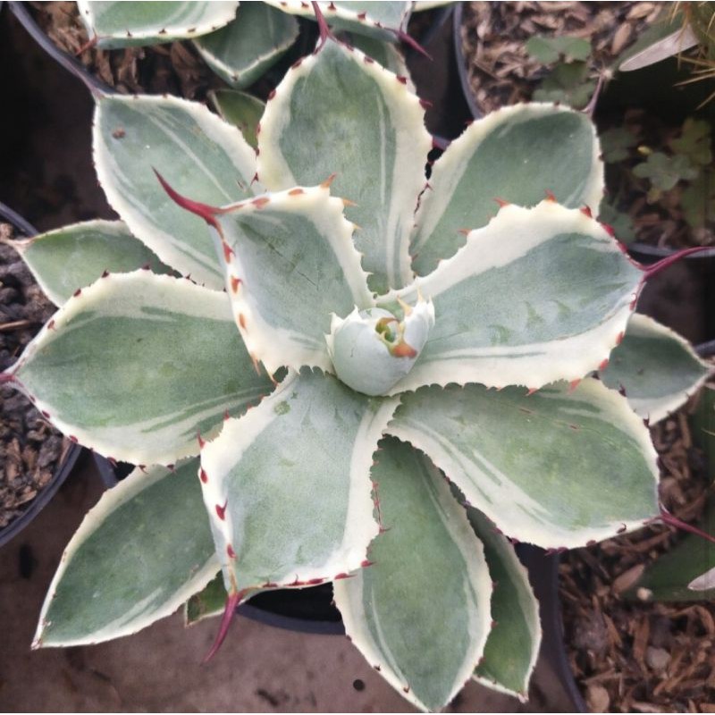 Tanaman Hias Hidup Sukulen "Agave Potatorum Kishokan"