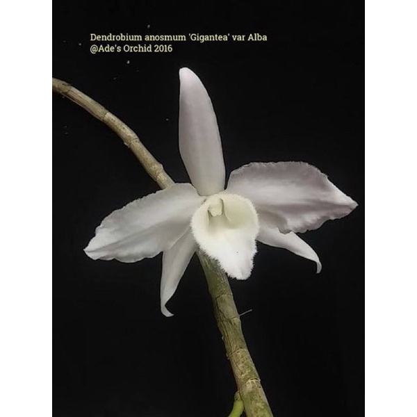Anggrek Anosmum Gigantea Alba | Anggrek Bunga Wangi | Bunga Anosmum