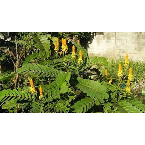 

DAUN KETEPENG SEGAR 500 gram KIMANILA KETAPANG CINA