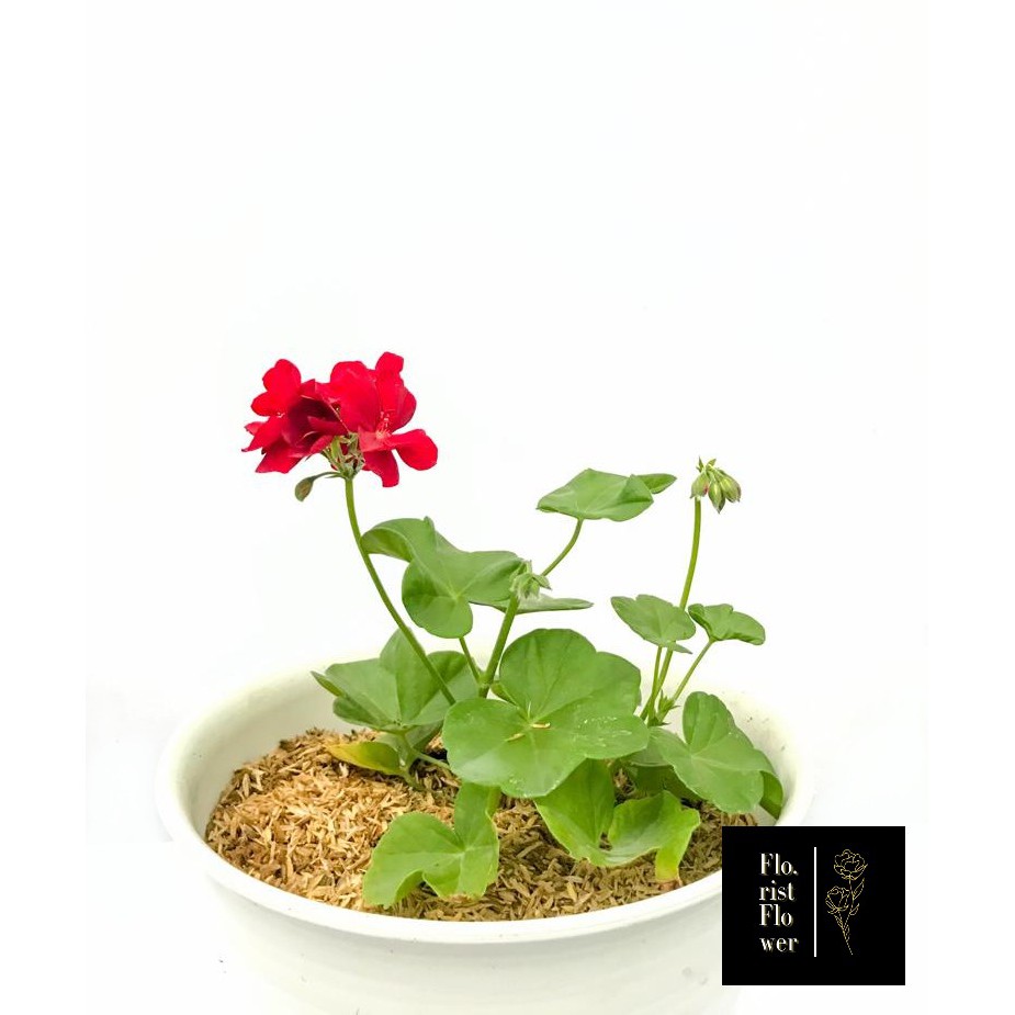 Jual Tanaman Geranium bunga merah (geranium patriot bright red