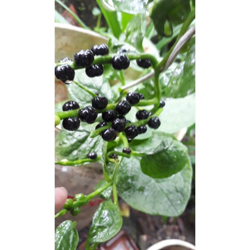 

buah angkung 100 biji