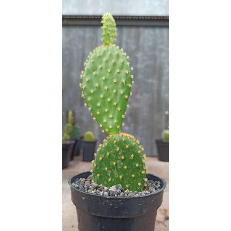 Kaktus opuntia duri kuning big size real video