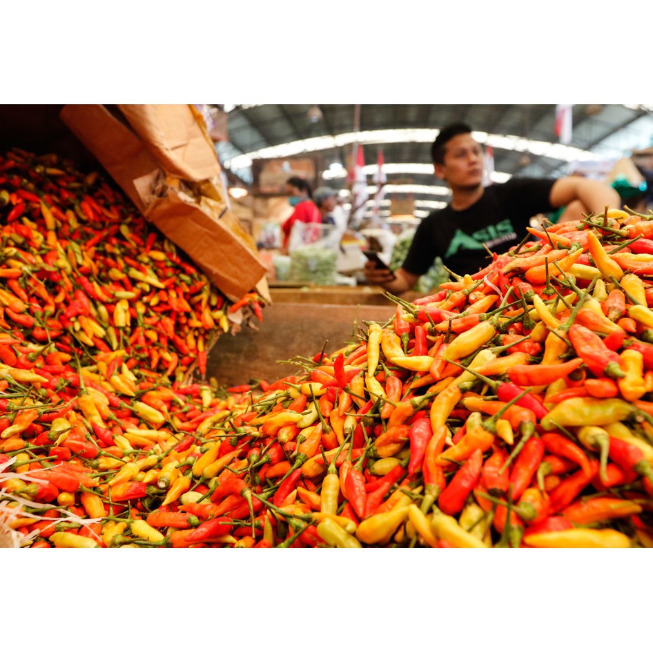 

Cabe Merah dan Rawit Merah