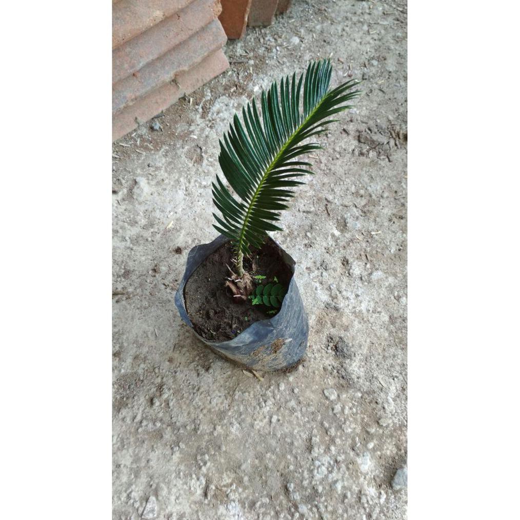 Bibit Sikas Mawar Jambe Mini