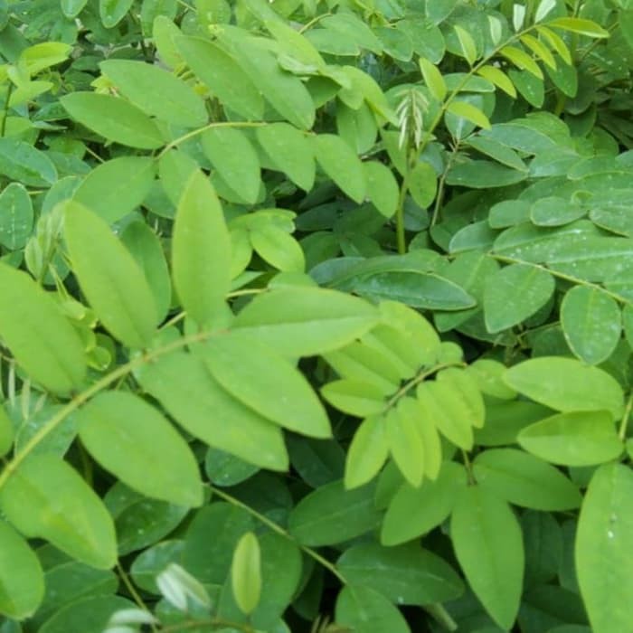 Daun Indigofera untuk ternak