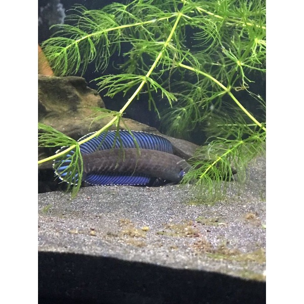 Pair Andrao Proven 11 12 cm