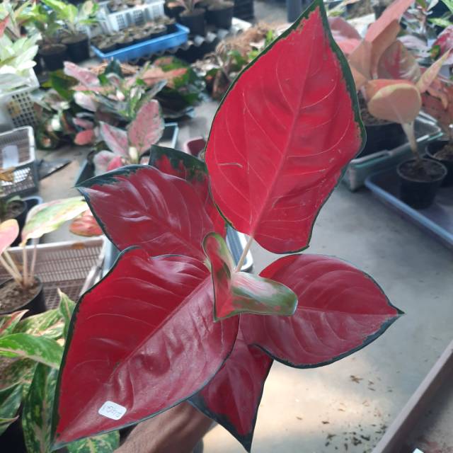 SUKSOM JAIPONG FULL MERAH AGLONEMA/AGLAONEMA /THAILAND