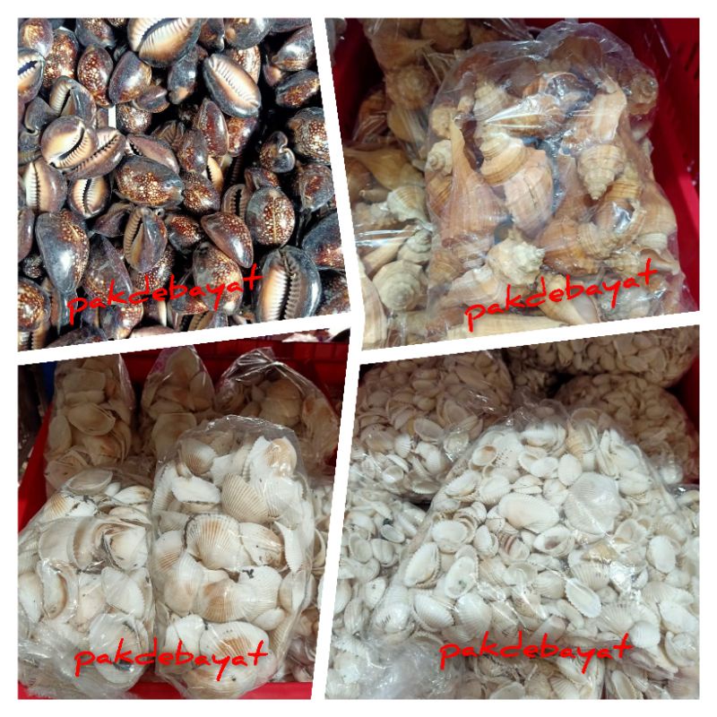 Mainan Kerang Kiloan