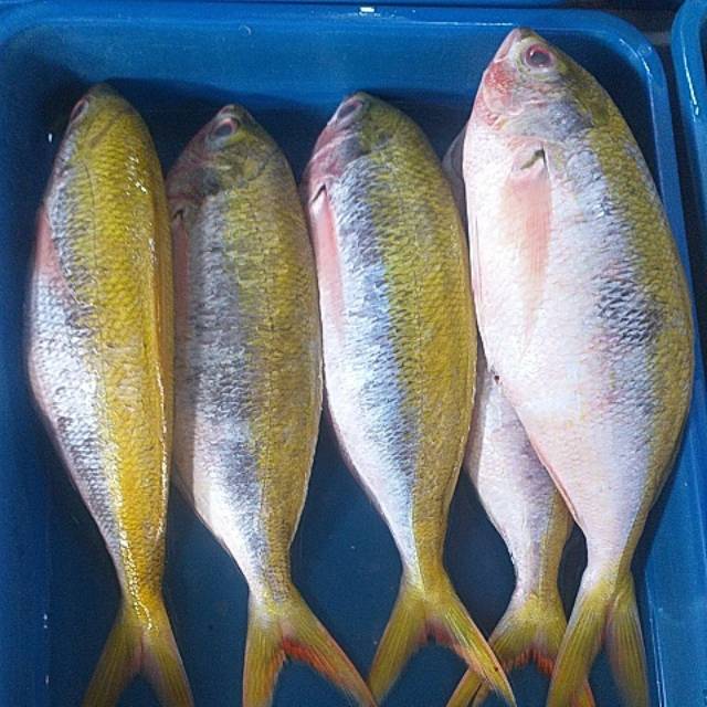 Ikan Ekor Kuning 500g Shopee Indonesia