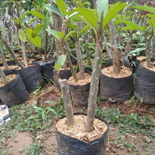 kamboja bali / bibit pohon Kamboja bali / tanaman kamboja kuning / kamboja lokal