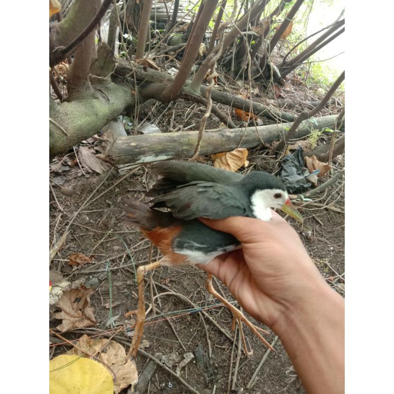 RACIK RUAK RACIK GANTUNG RUAK JENTROT JEBAK BURUNG RUAK RUAK