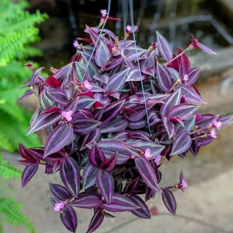 Tanaman hias gantung zebrina /tanaman gantung zebrina ungu/tanaman hias hidup