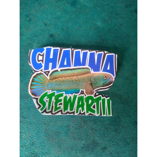

STIKER CHANNA STEWARTII