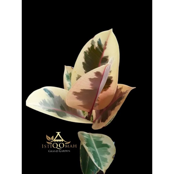 Ficus Ruby Elastica dan Ficus Tineke