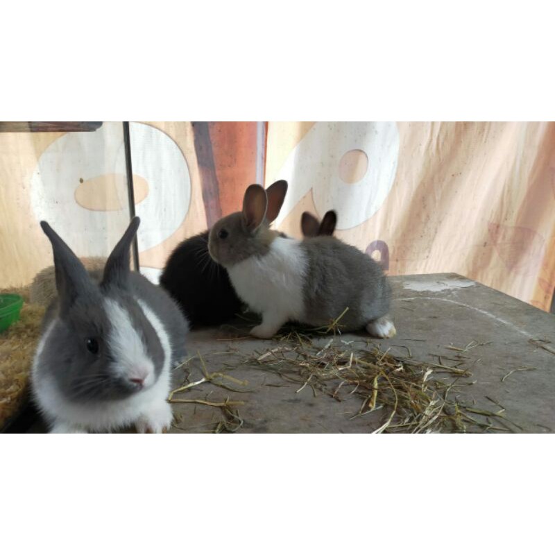 kelinci hias dutch murni JABODETABEK ONLY