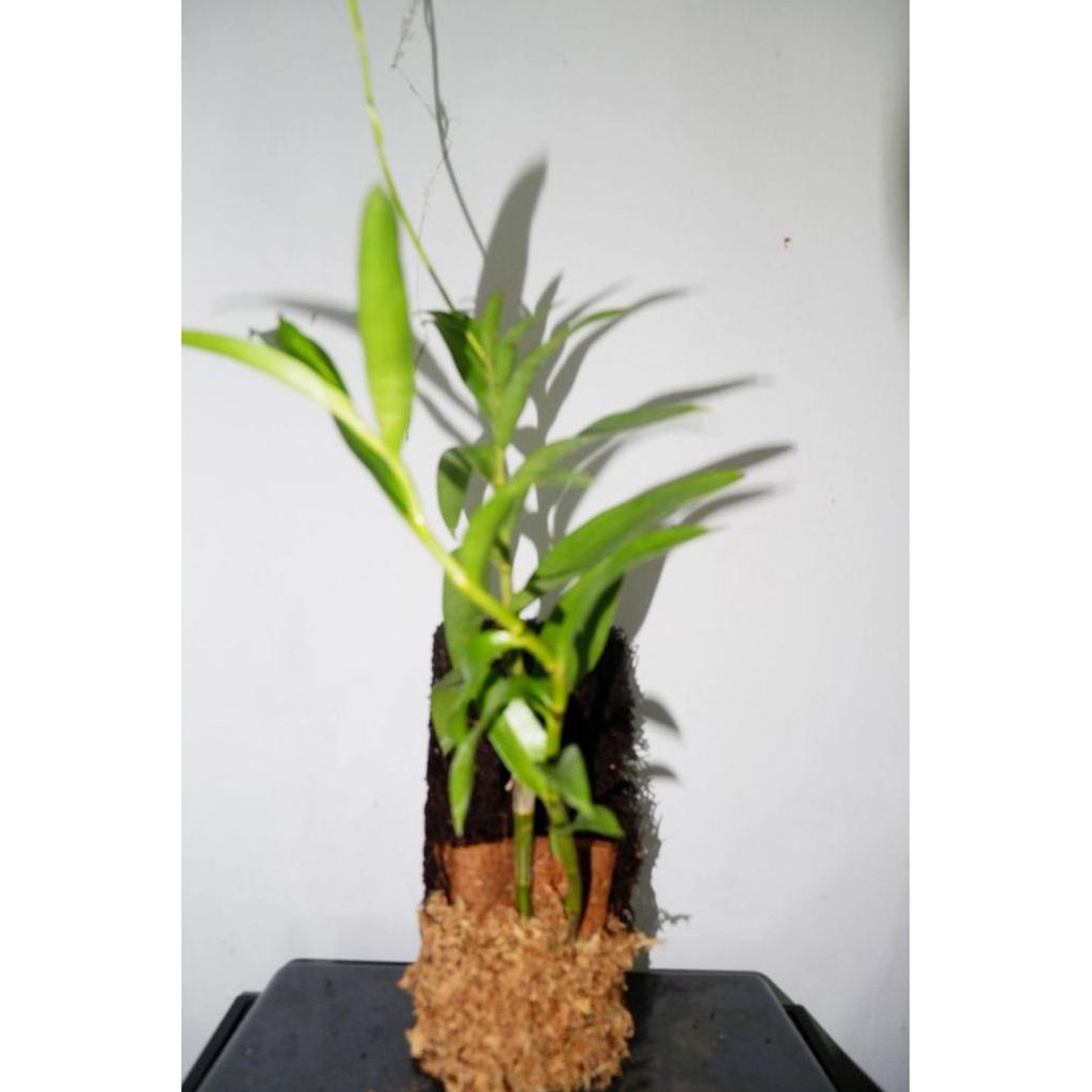 Dendrobium Antennatum