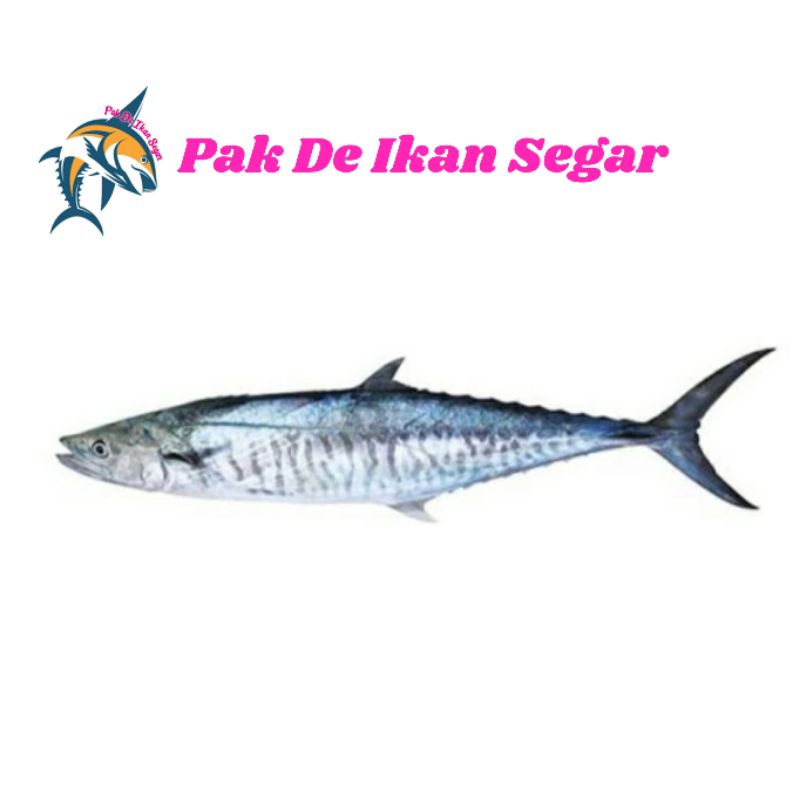 

Ikan Tenggiri Utuh Segar. 1-5 ekor/kg.