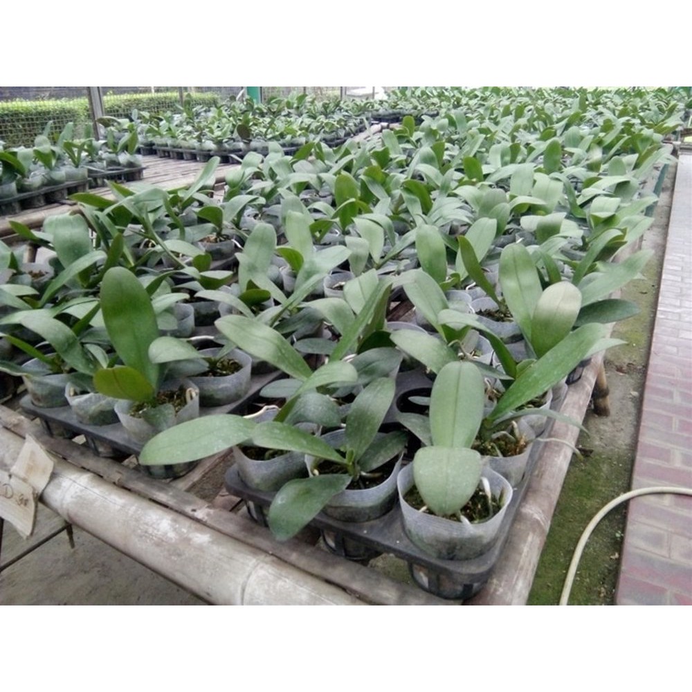 Bibit Anggrek Bulan Mini dewasa siap berbunga Berkualitas