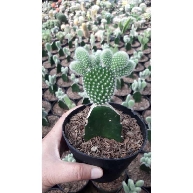 Tanaman Hias Kaktus Mini Hidup Unik