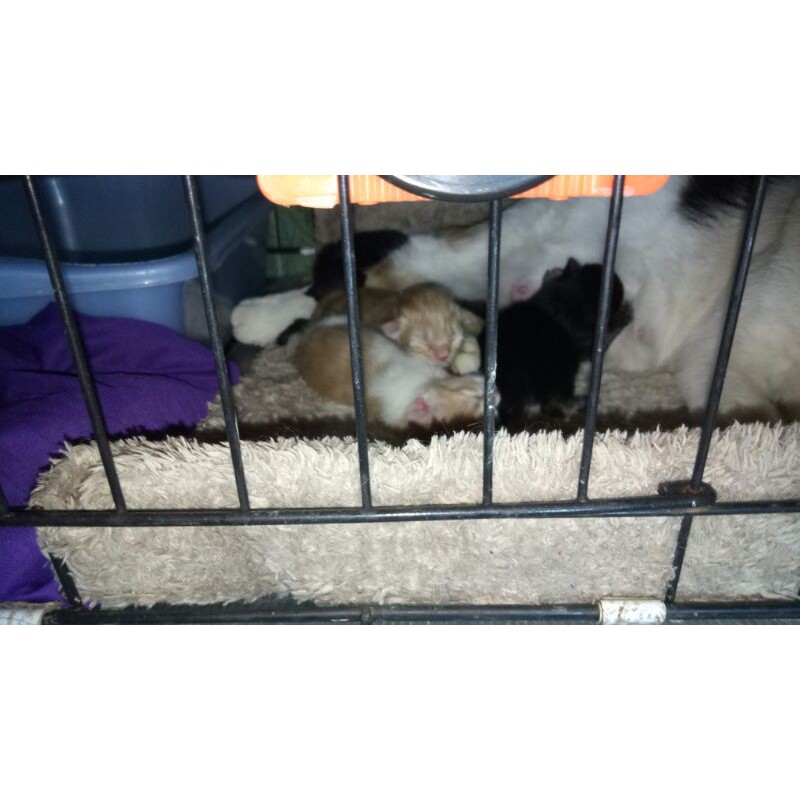 kucing/kitten persia