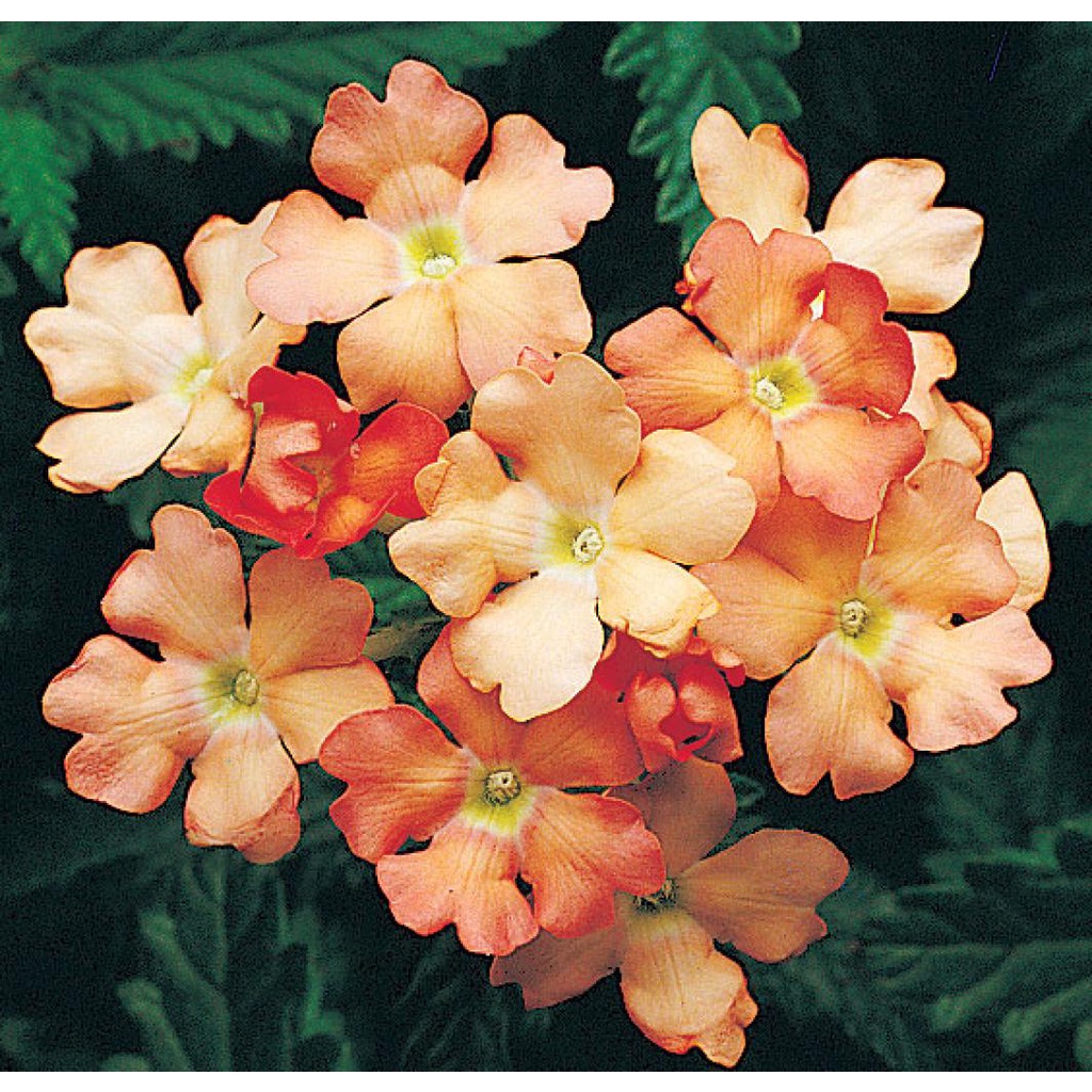 Benih Bibit Biji - Bunga Verbena Hybrida Apricot Flower Seeds - IMPORT