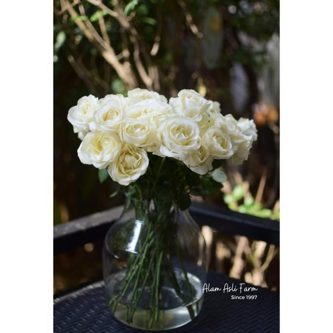 AVALANCHE ROSES / BUNGA MAWAR PUTIH POTONG SEGAR SEMI HOLLAND