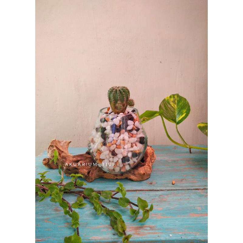 AKUARIUM IKAN CUPANG SIZE S / AQUASCAPE / AQUARIUM UNIK AKAR KAYU
